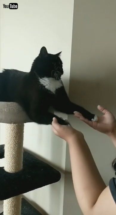 「Kitty Prefers His Paws Are Played With || ViralHog」