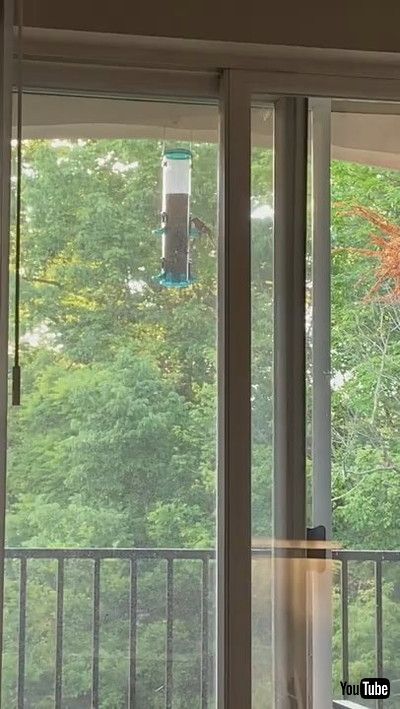 「Kitty Stares at Bird Feeder's Shadow || ViralHog」