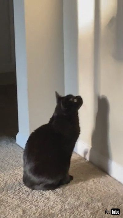 「Kitty Stares at Bird Feeder's Shadow || ViralHog」