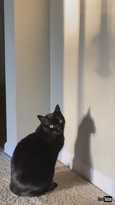 「Kitty Stares at Bird Feeder's Shadow || ViralHog」