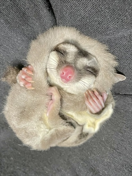 しっぽマキマキのフクロモモンガ