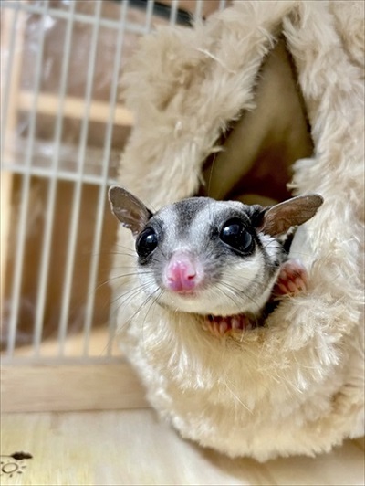 しっぽマキマキのフクロモモンガ