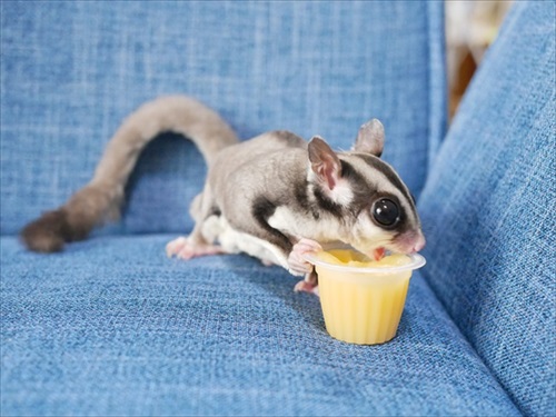 しっぽマキマキのフクロモモンガ