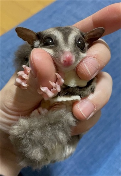 しっぽマキマキのフクロモモンガ