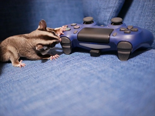 しっぽマキマキのフクロモモンガ