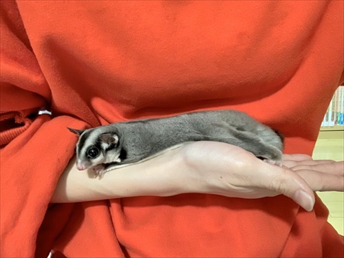 しっぽマキマキのフクロモモンガ