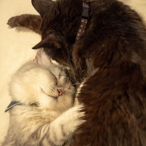 寄り添って眠るふたり