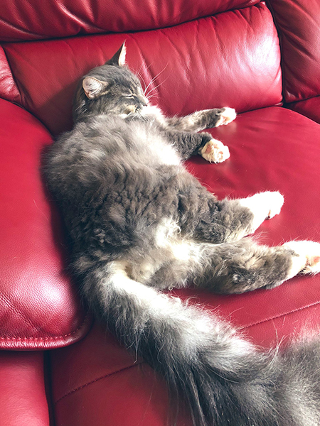 ソファと先住猫さん