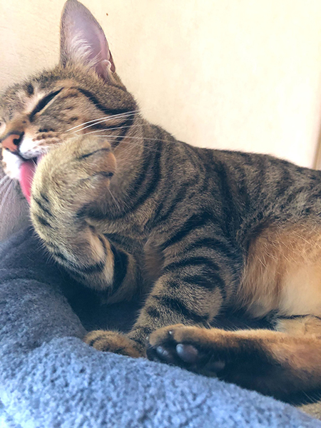 グルーミングする先住猫さん