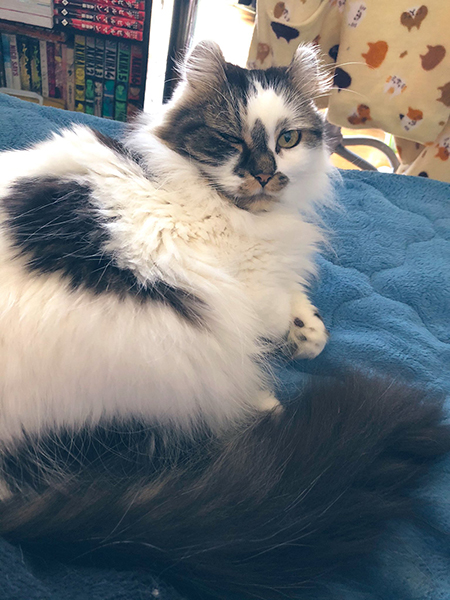 片目をつぶった先住猫ちゃん