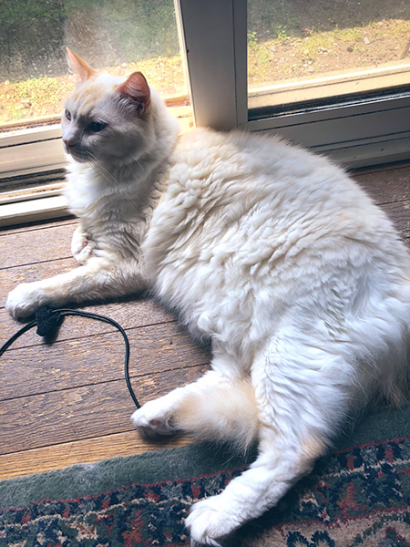 白い先住猫ちゃん
