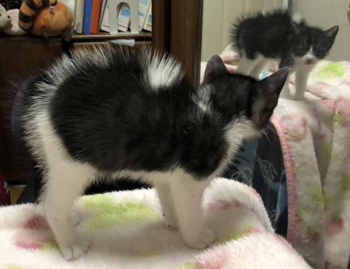 ぼわってなった子猫アップ