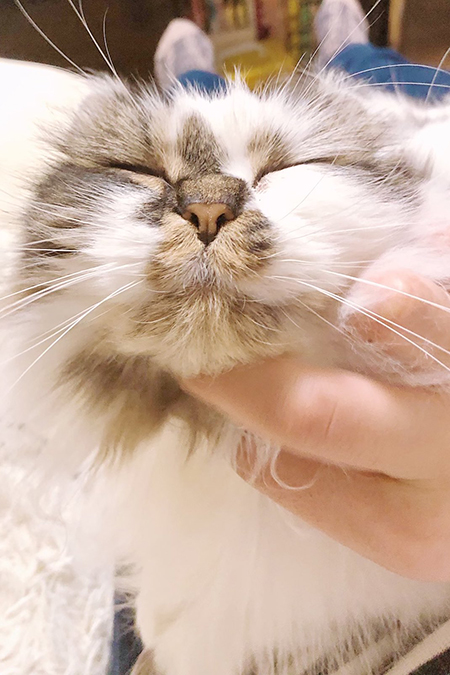 白い先住猫ちゃん