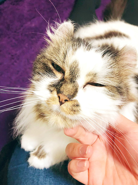 白い先住猫ちゃん