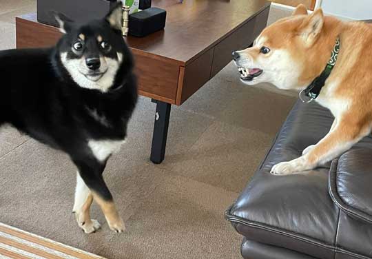 柴犬 この顔である 顔 表情 ビックリ 横目