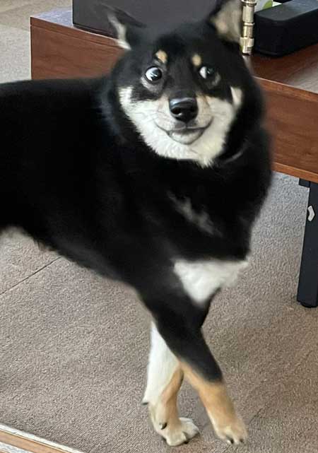 柴犬 この顔である 顔 表情 ビックリ 横目