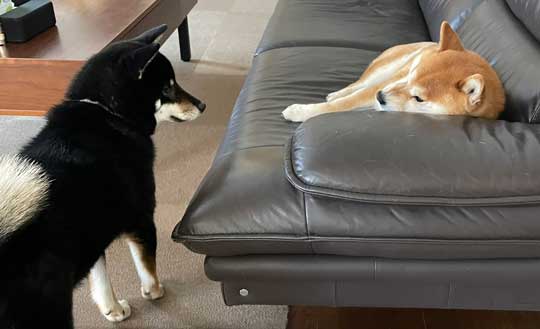 柴犬 この顔である 顔 表情 ビックリ 横目