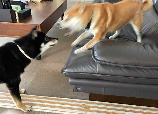 柴犬 この顔である 顔 表情 ビックリ 横目