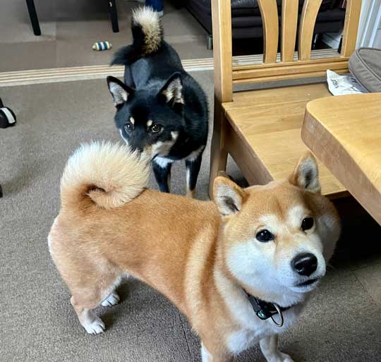 柴犬 この顔である 顔 表情 ビックリ 横目