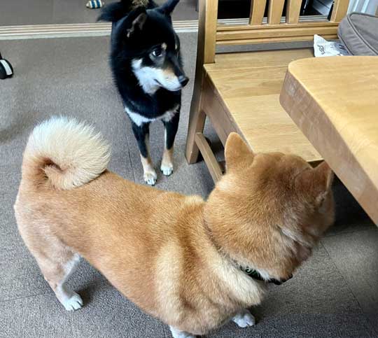柴犬 この顔である 顔 表情 ビックリ 横目