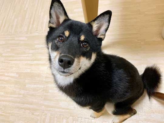 柴犬 この顔である 顔 表情 ビックリ 横目