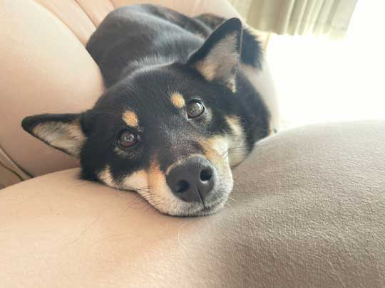 柴犬 この顔である 顔 表情 ビックリ 横目