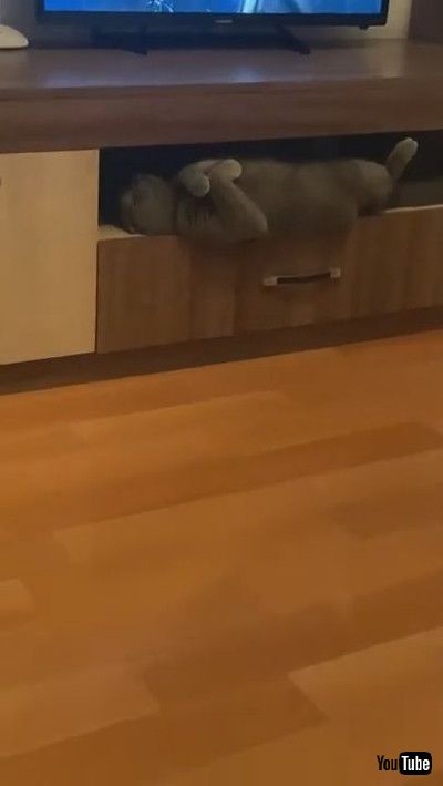 「Kitty Caught Laying like A Vampire || ViralHog」