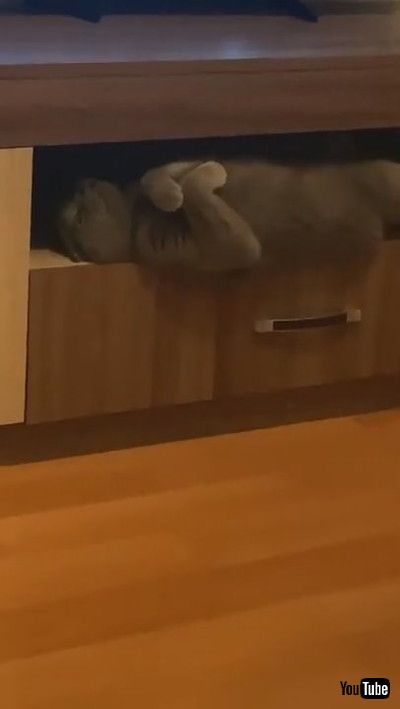 「Kitty Caught Laying like A Vampire || ViralHog」