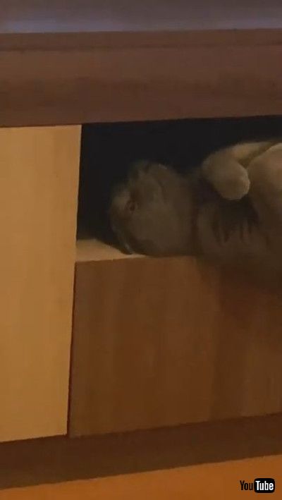 「Kitty Caught Laying like A Vampire || ViralHog」