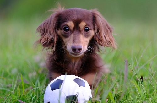 ペット手帳 ベストショット