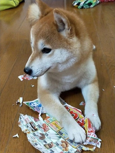 ペット手帳 ベストショット