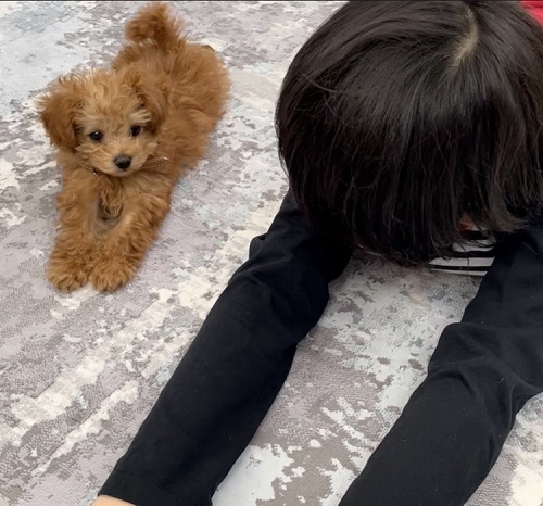 ペット手帳 ベストショット