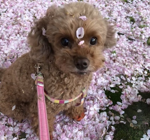 ペット手帳 ベストショット