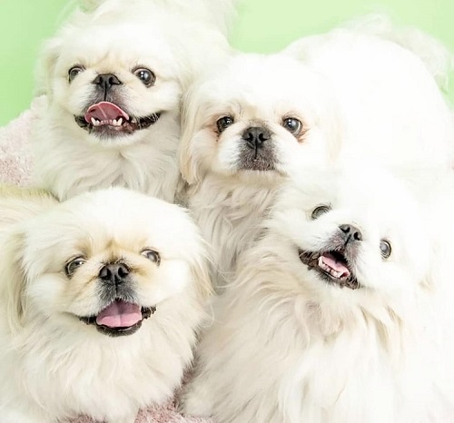 ペット手帳 ベストショット