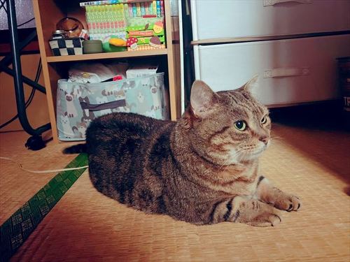 猫