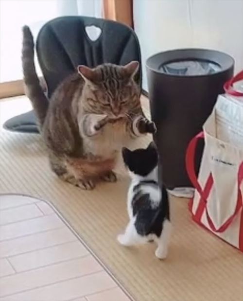 猫