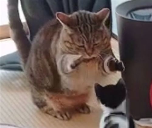 猫