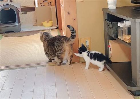 猫