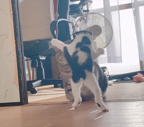 猫