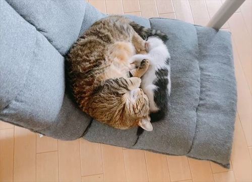 猫