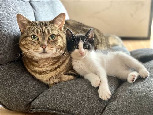 猫