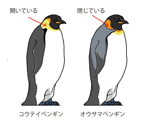 コウテイペンギンとオウサマペンギンの違い