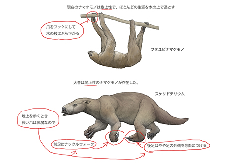 現在のナマケモノと絶滅したナマケモノの違い