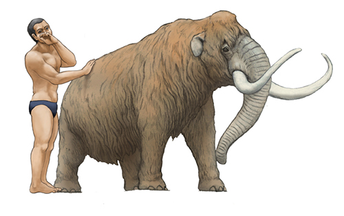 コビトマンモス