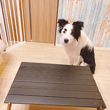 見上げるマロくん