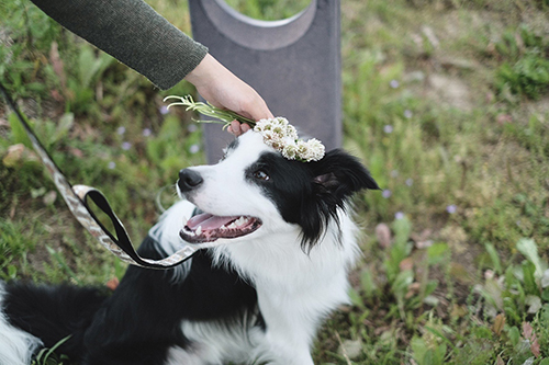 花冠マロくん左から