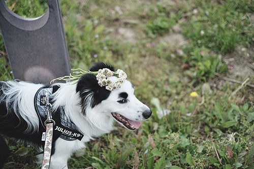 花冠マロくん眉毛側から