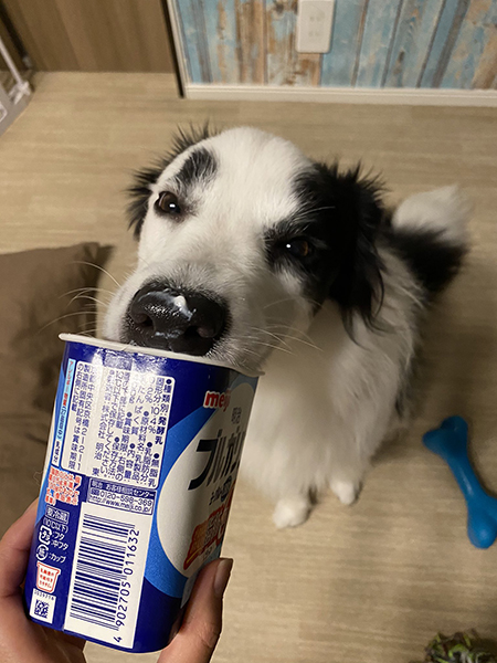 ヨーグルトマロくん