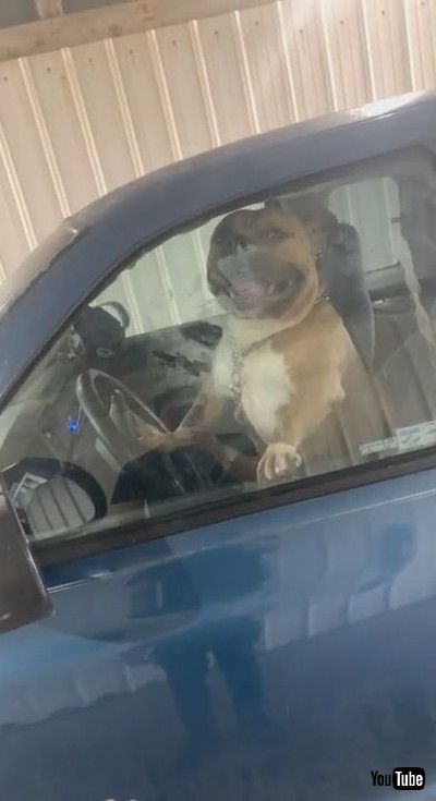 「American Bully Rushes Owner by Honking Horn || ViralHog」