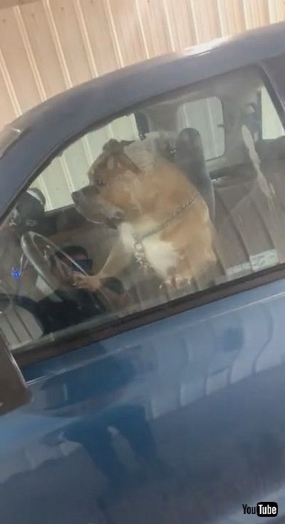 「American Bully Rushes Owner by Honking Horn || ViralHog」